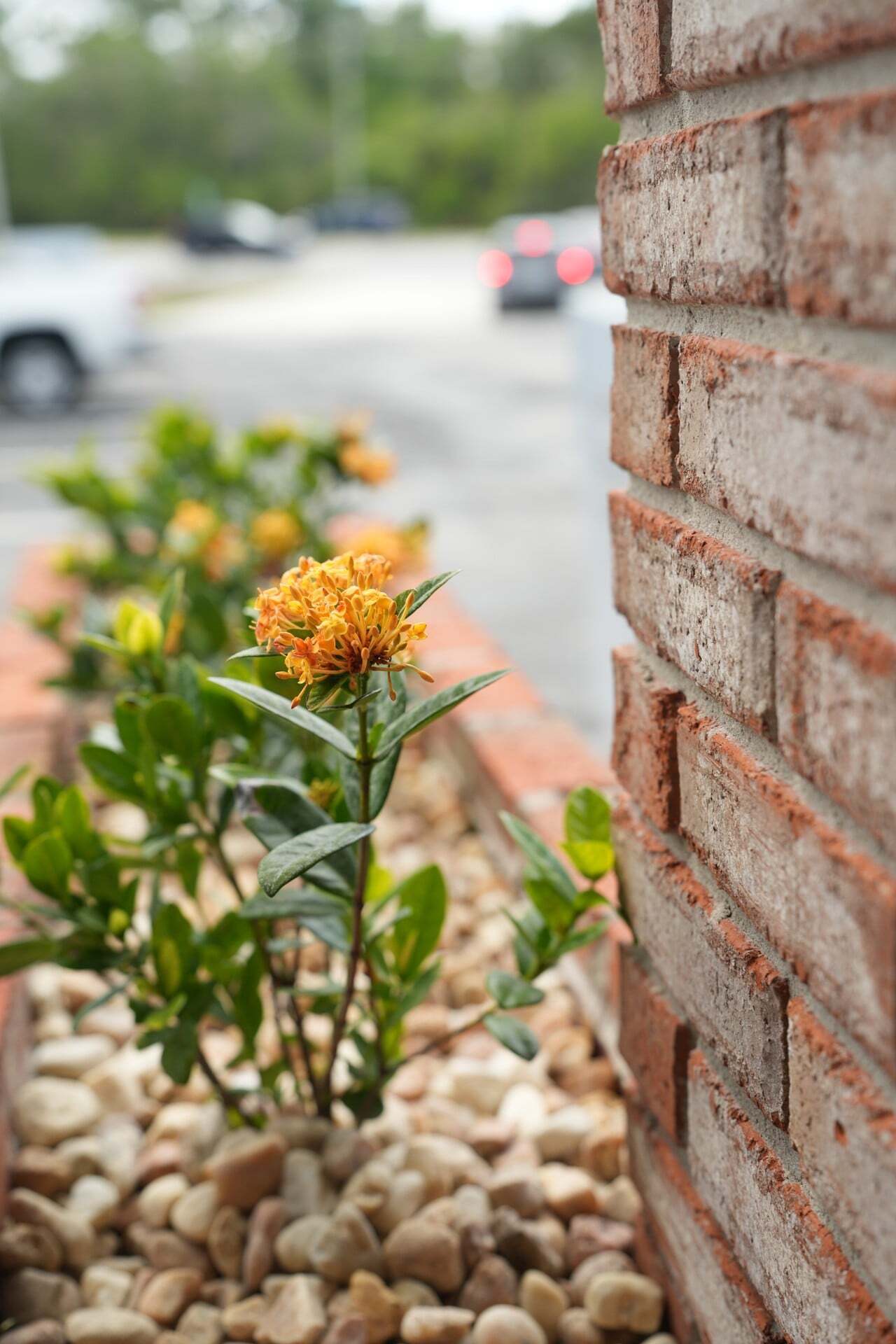 Close up of newly planted ixora flowers in a rock bed beside a brick wall