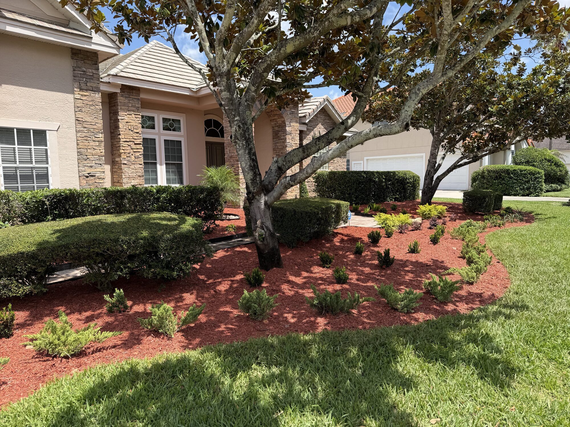 Landscape bed with fresh mulch and new shrubs under a mature oak tree
