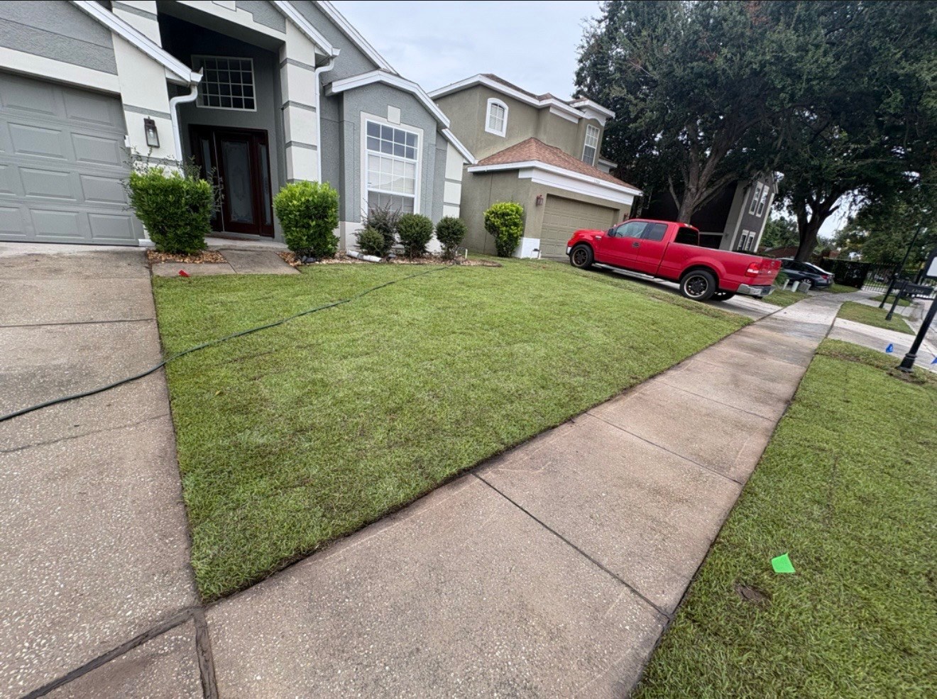 Freshly installed zoysia sod lawn between a driveway and a sidewalk
